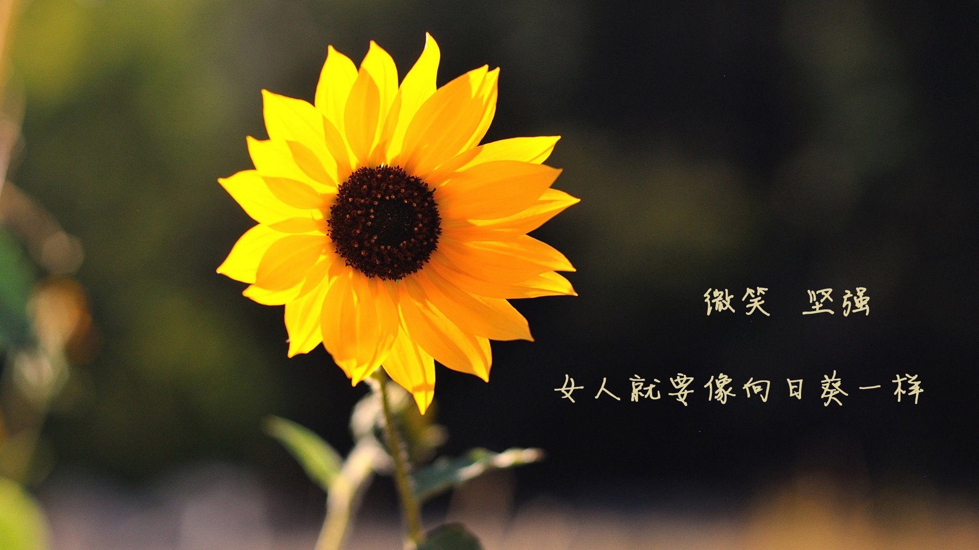 _掘金队士气高昂，迎难而上_，掘金队实力如何